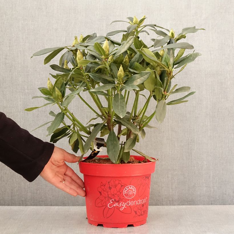Exemplar von Rhododendron Easydendron INKARHO Madame Masson Topf mit 4L/5L wie im Frühjahr geliefert