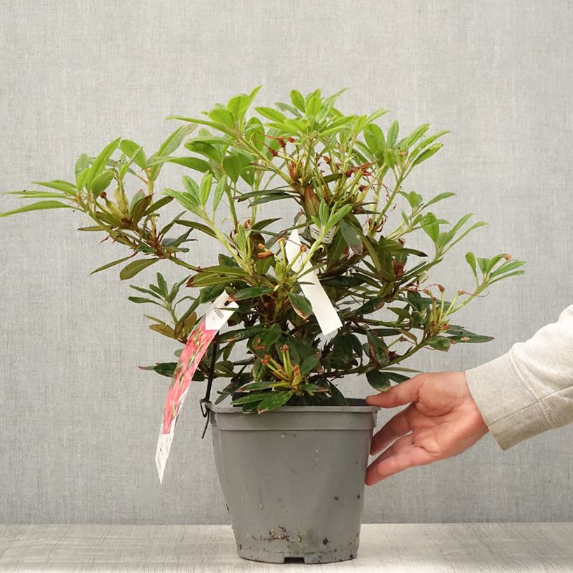Exemplar von Rhododendron Elisabeth Topf mit 4L/5L wie im Sommer geliefert