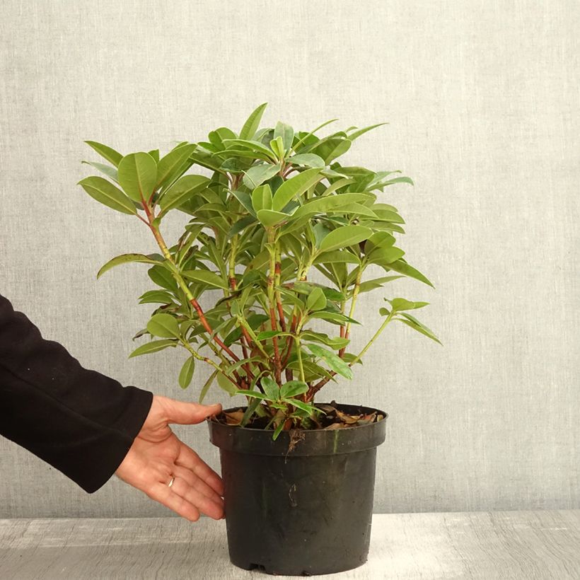 Example of Rhododendron Elizabeth Red Foliage Topf mit 2L/3L as you get in automne