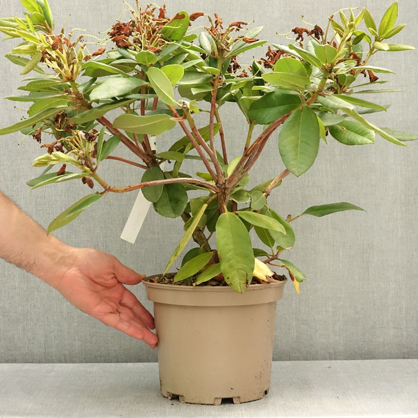 Exemplar von Rhododendron Eucharitis Topf mit 4L/5L wie im Frühjahr geliefert