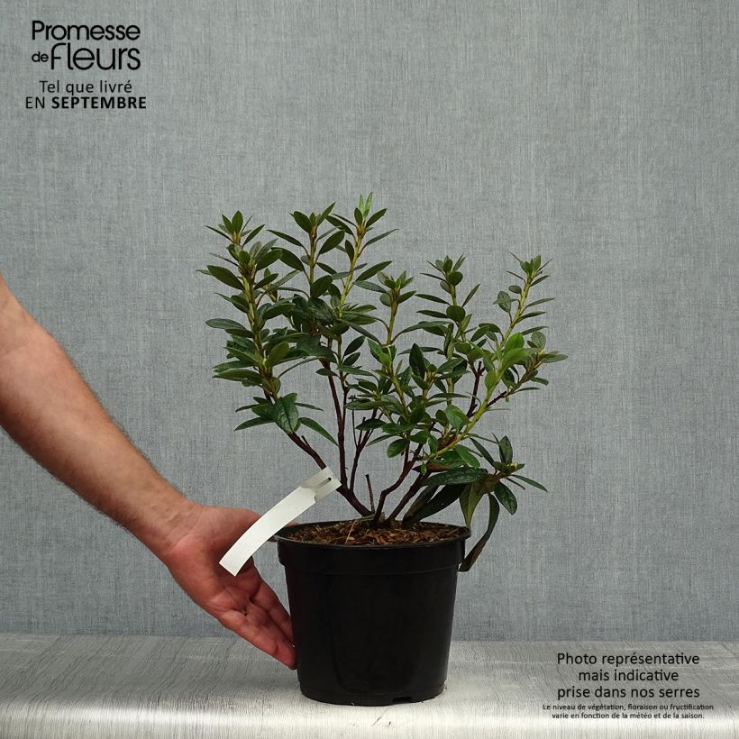 Example of Rhododendron Fragrantissimum Topf mit 3L/4L as you get in automne