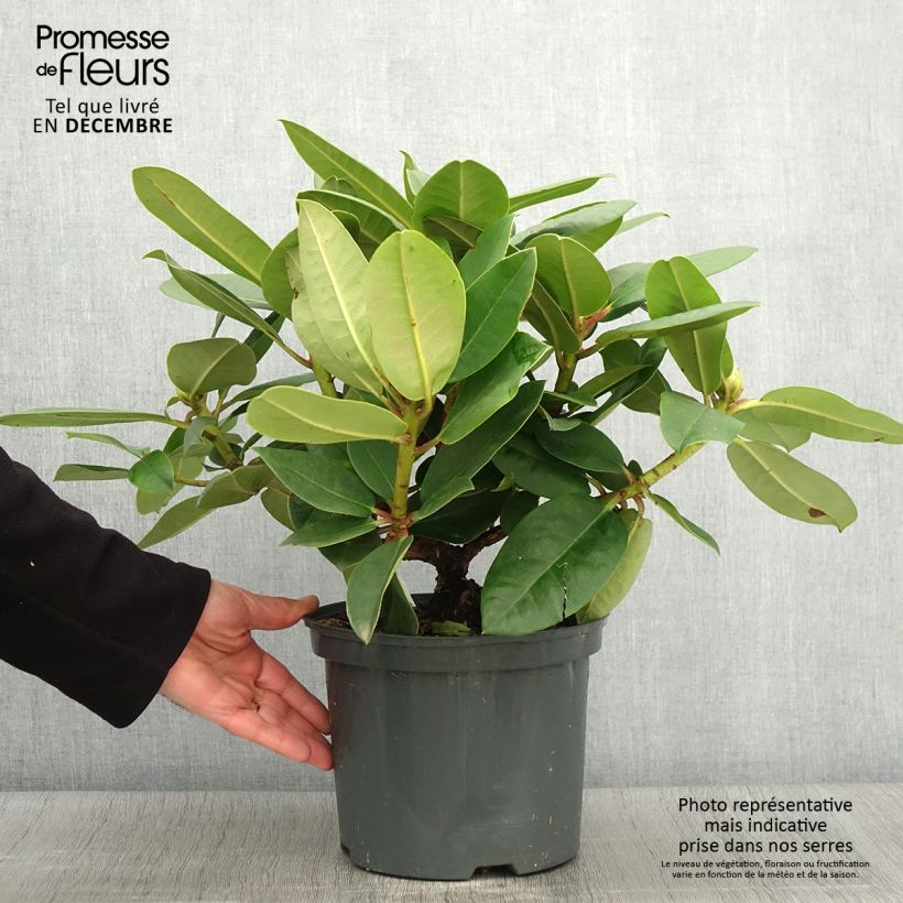 Example of Rhododendron Germania Topf mit 4L/5L as you get in automne