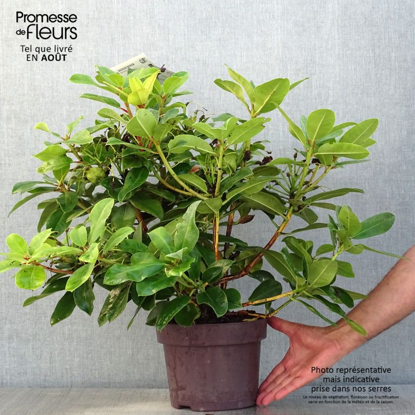 Exemplar von Rhododendron Germania Topf mit 4L/5L wie im Sommer geliefert