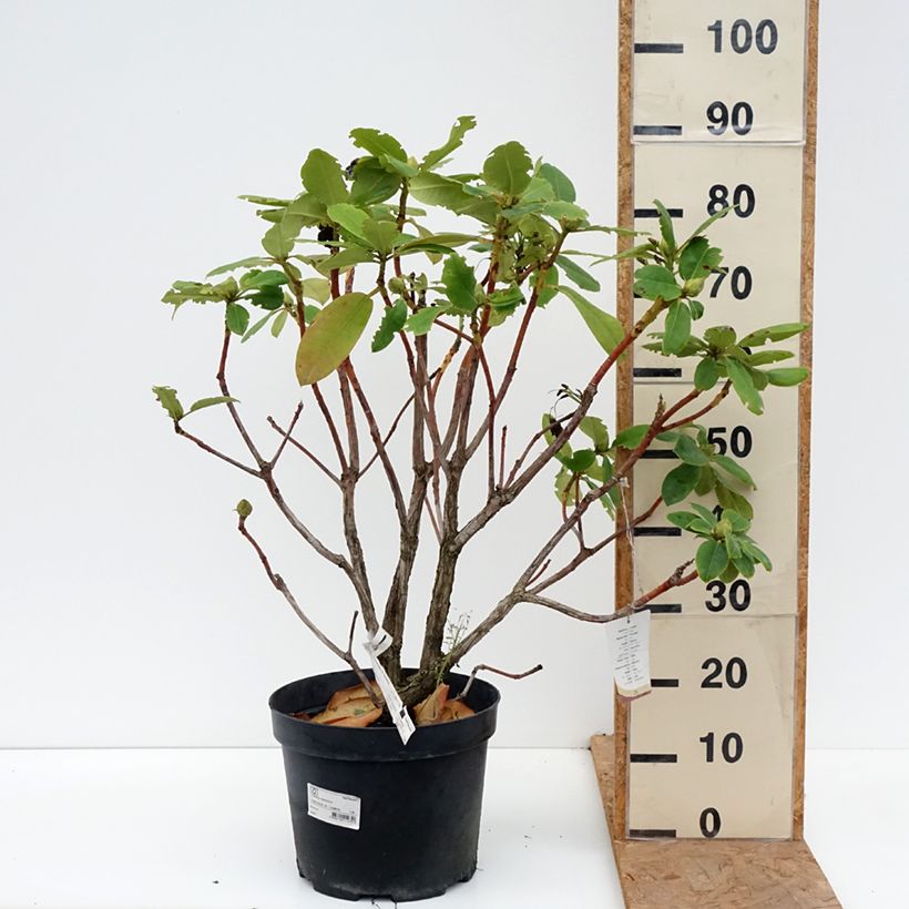 Exemplar von Rhododendron Germania Topf mit 7,5L/10L wie im Herbst geliefert