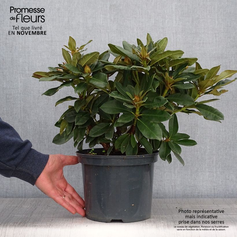 Example of Rhododendron yakushimanum Golden Torch Topf mit 3L/4L as you get in automne