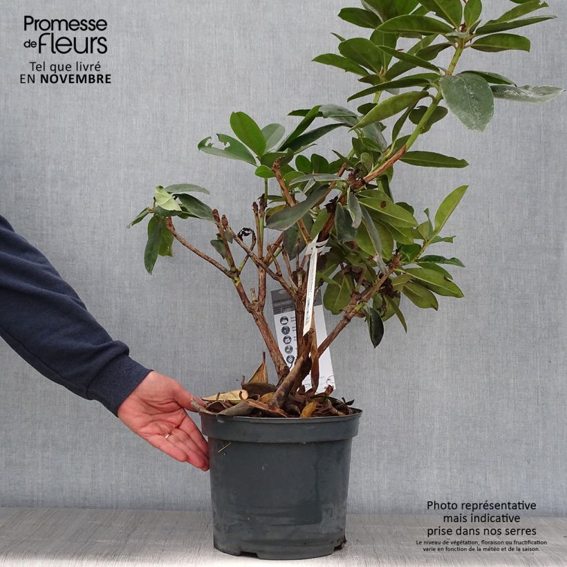 Example of Rhododendron Gomer Waterer Topf mit 7,5L/10L as you get in automne