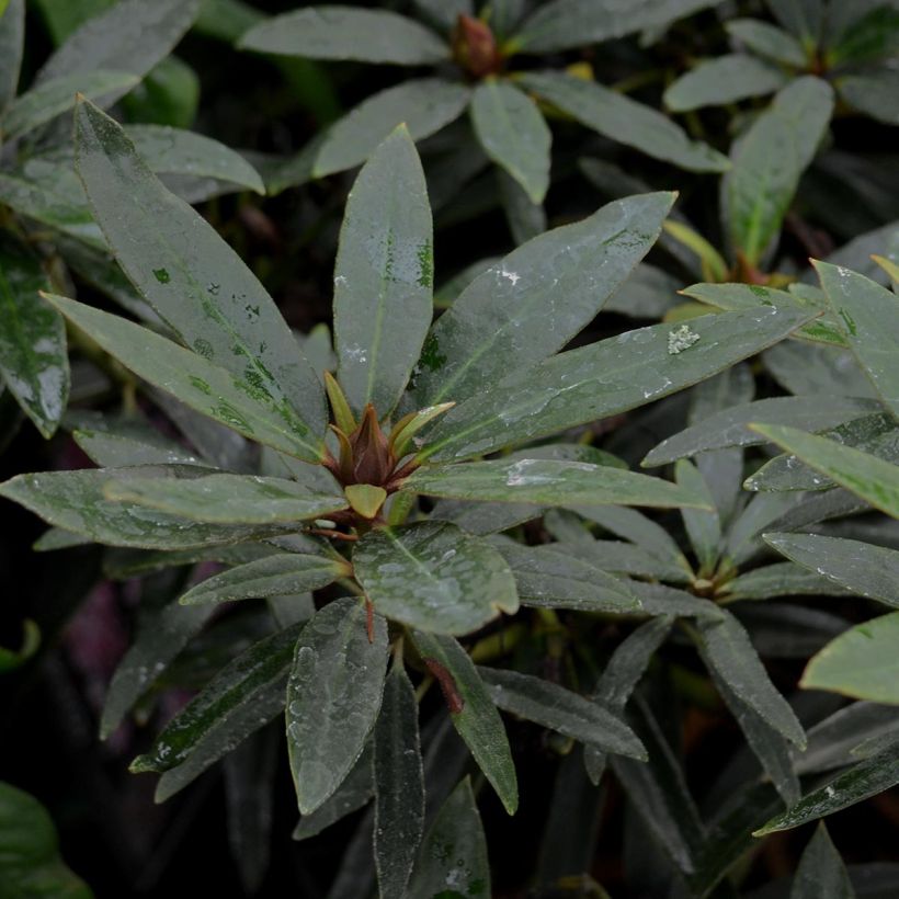Rhododendron Rhododendron Graziella (Foliage)