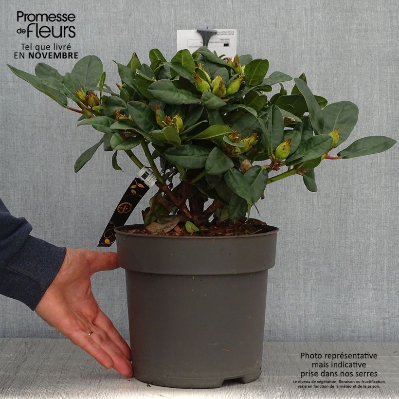 Example of Rhododendron haematodes Lisetta Topf mit 6L/7L as you get in automne