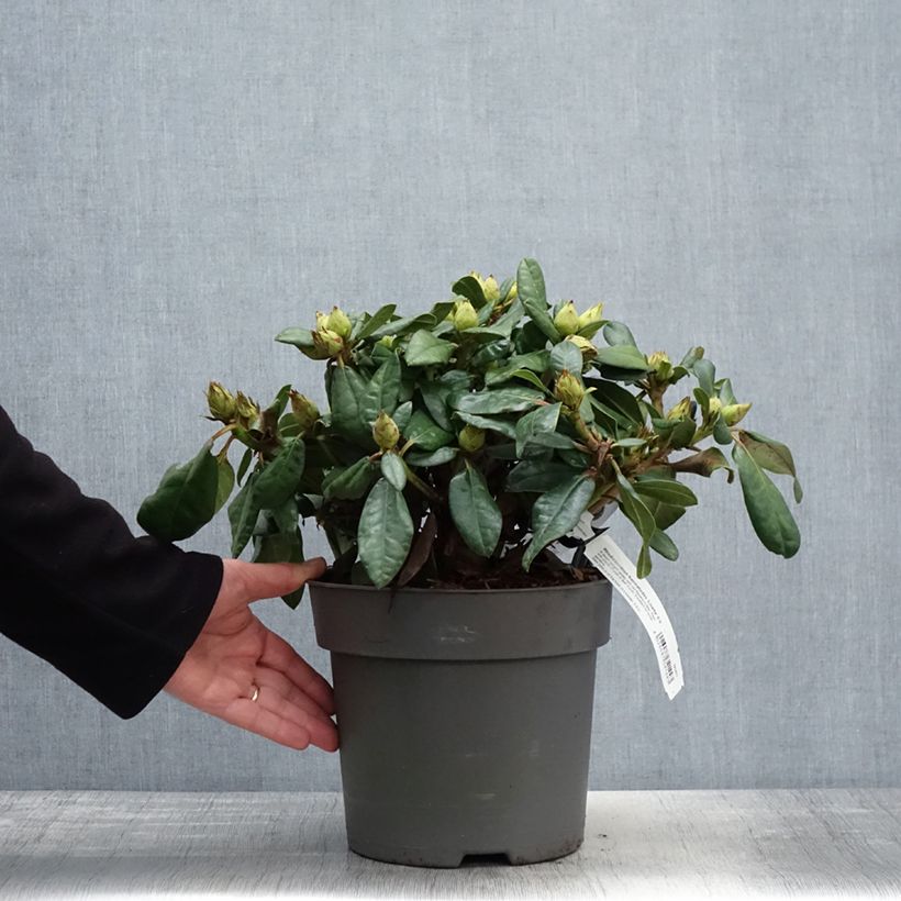 Exemplar von Rhododendron haematodes Lisetta Topf mit 6L/7L wie im Frühjahr geliefert