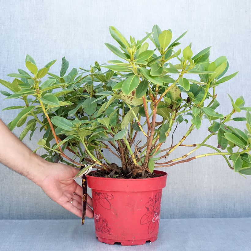 Example of Rhododendron x hybrida Easydendron® INKARHO Belkanto Topf mit 4L/5L as you get in ete