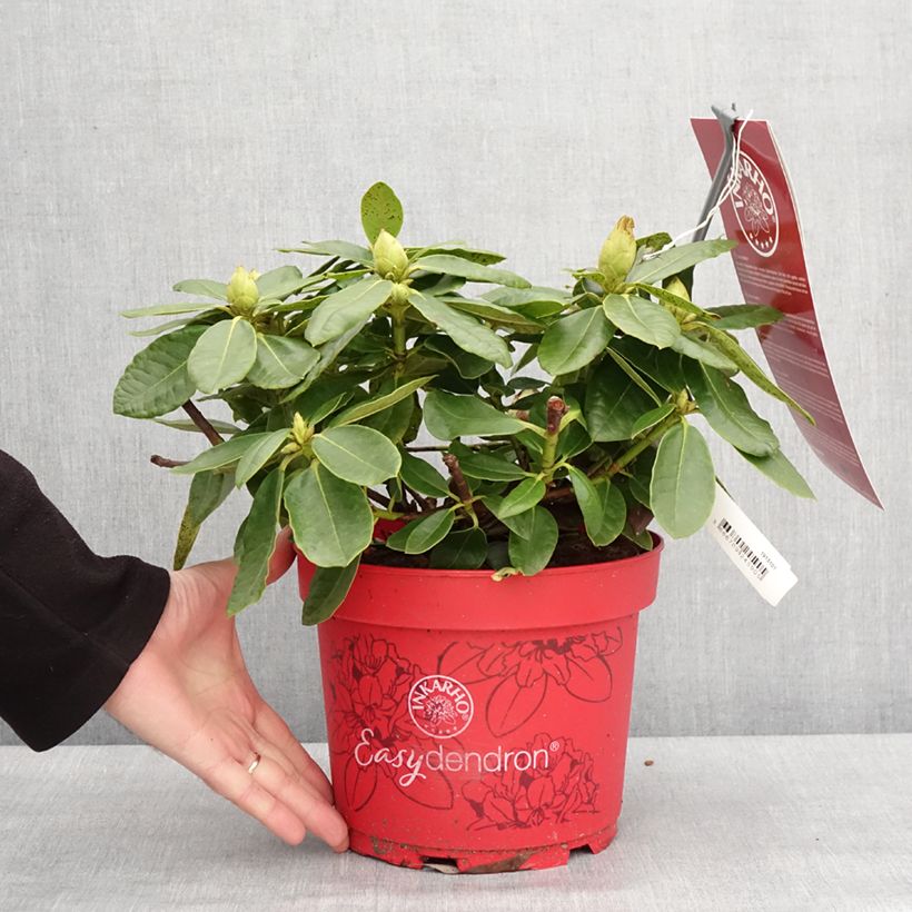 Exemplar von Rhododendron x hybrida Easydendron® INKARHO Belkanto Topf mit 4L/5L wie im Winter geliefert