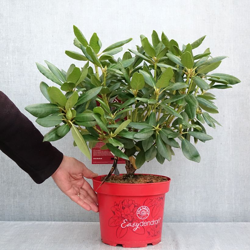 Exemplar von Rhododendron INKARHO® English Roseum Topf mit 4L/5L wie im Herbst geliefert