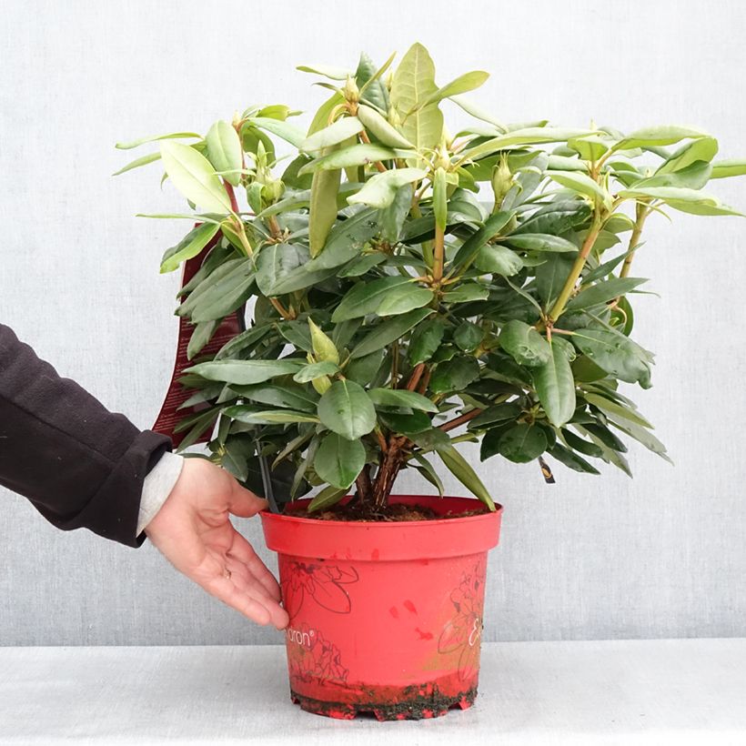 Example of Rhododendron INKARHO® English Roseum Topf mit 4L/5L as you get in printemps
