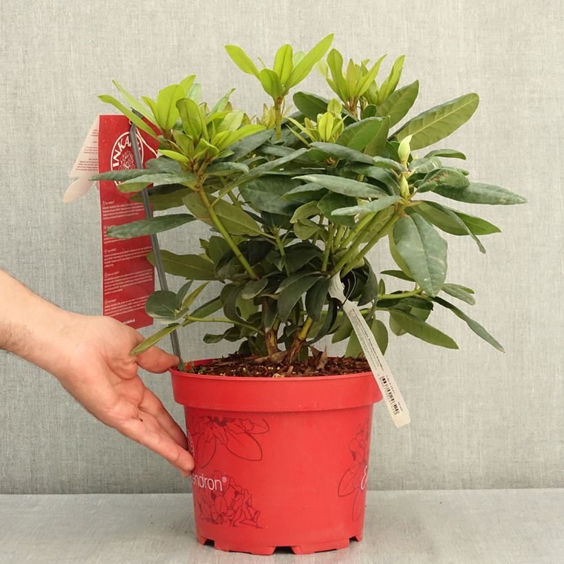 Exemplar von Rhododendron INKARHO® Grandiflorum - Rhododendron x catawbiense Topf mit 4L/5L wie im Sommer geliefert