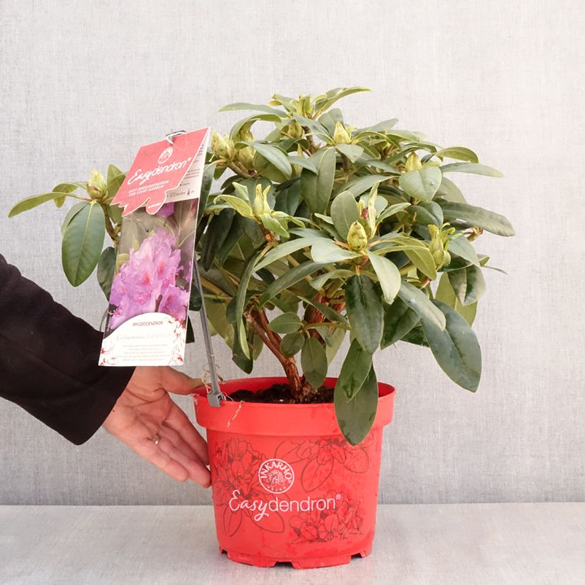 Example of Rhododendron INKARHO® Grandiflorum - Rhododendron x catawbiense Topf mit 4L/5L as you get in printemps