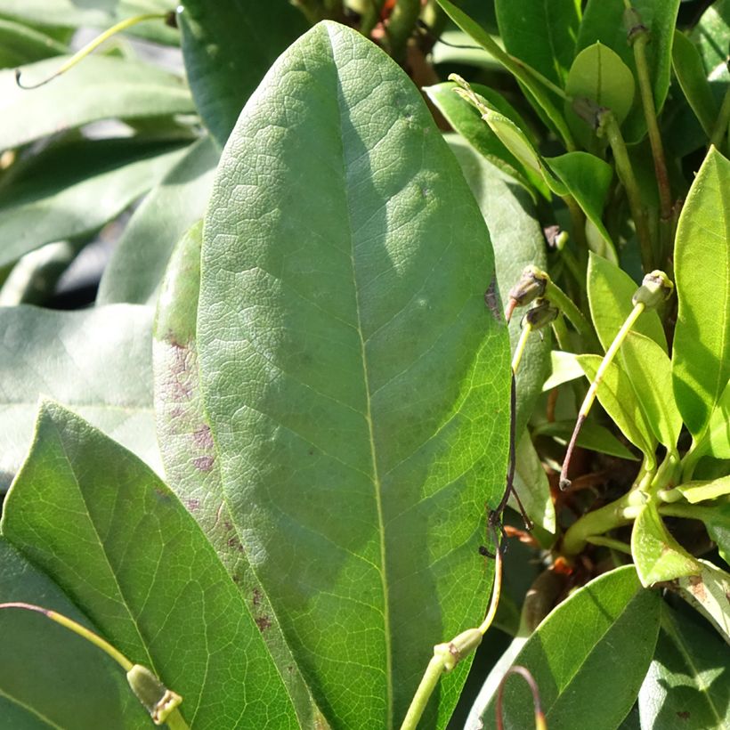 Rhododendron Easydendron INKARHO Orakel (Foliage)