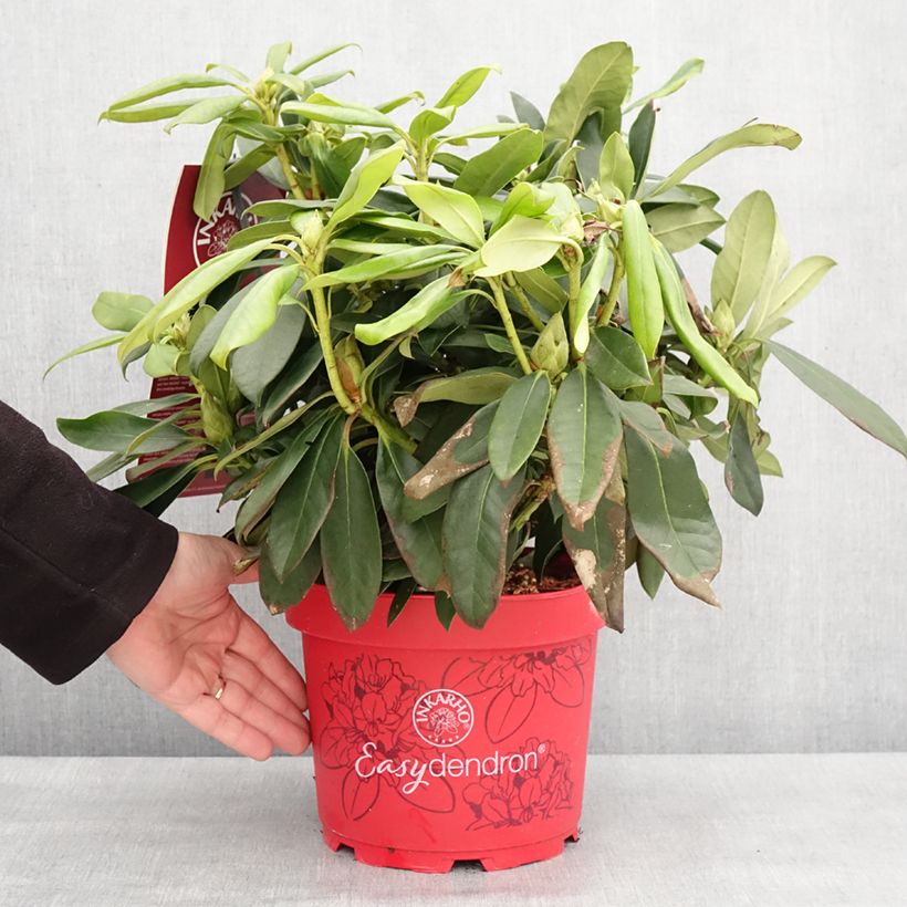 Example of Rhododendron Easydendron INKARHO Orakel Topf mit 7,5L/10L as you get in hiver