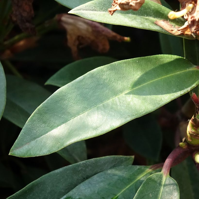 Rhododendron INKARHO® Easydendron Pfauenauge - Azalea (Foliage)