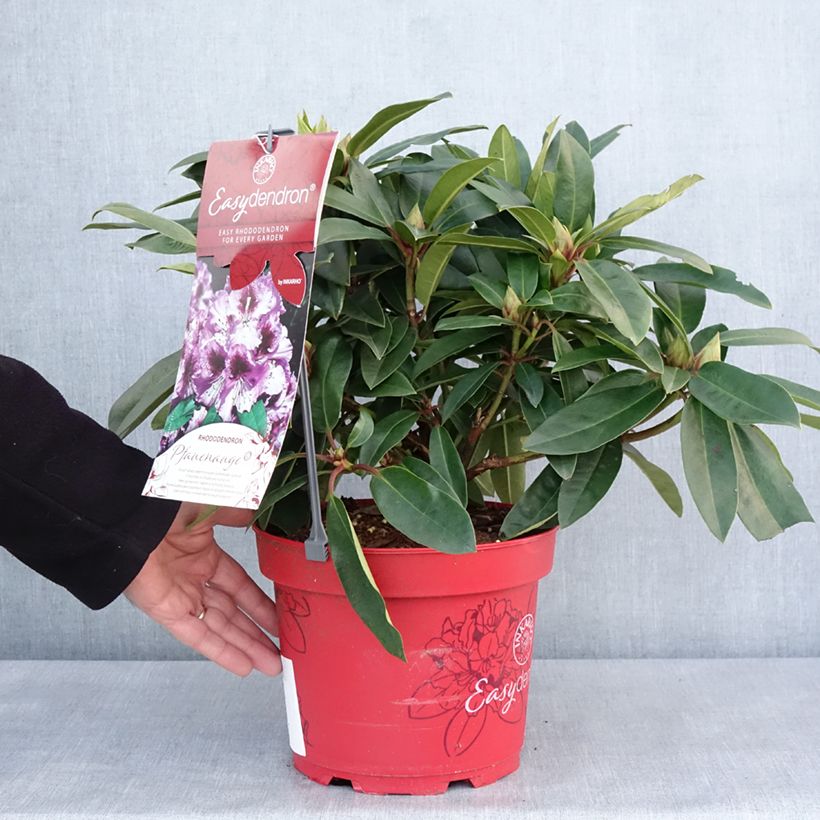 Example of Rhododendron INKARHO® Easydendron Pfauenauge - Azalea Topf mit 4L/5L as you get in hiver
