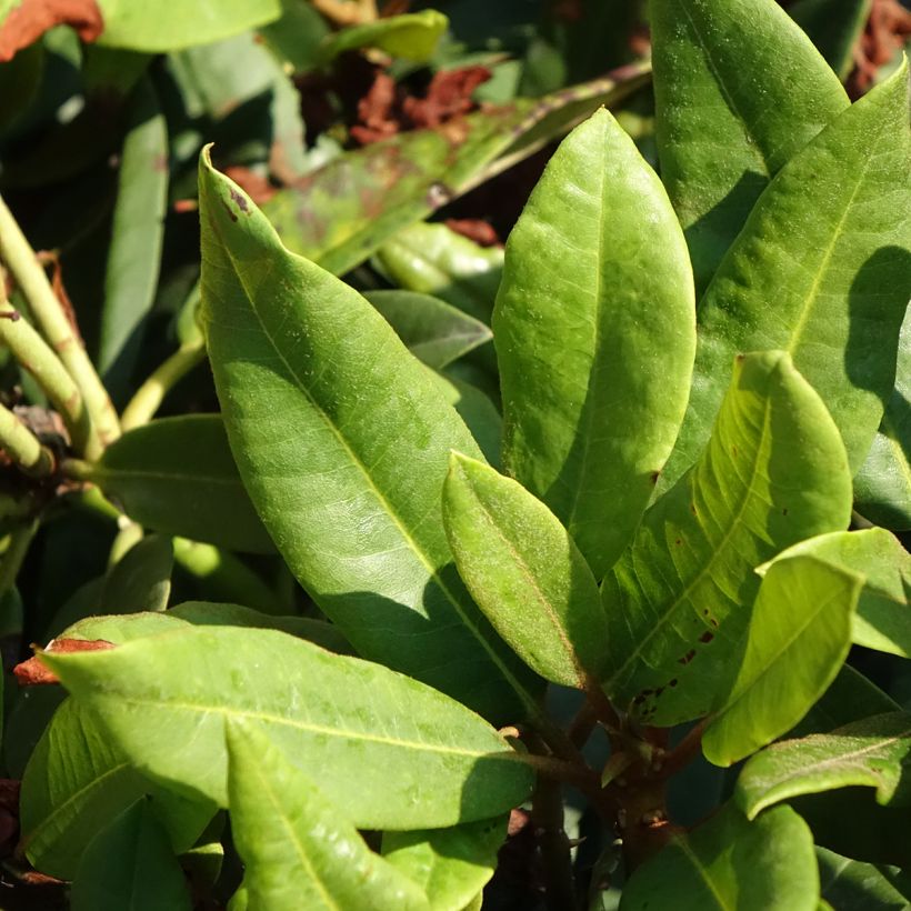Rhododendron INKARHO® Rabatz - Rhododendron x griegsonianum (Foliage)