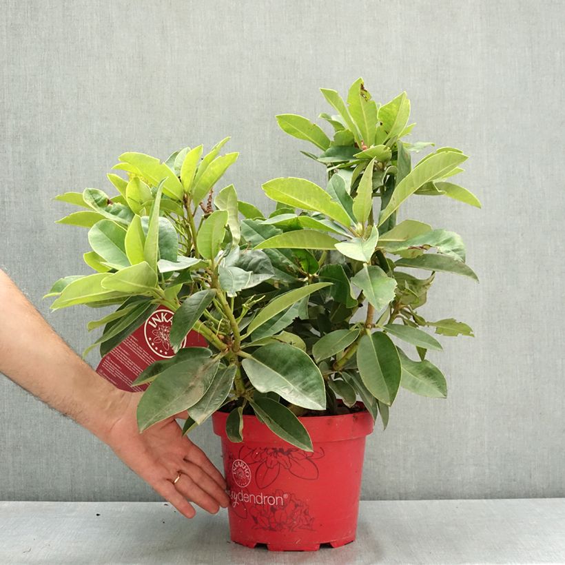 Exemplar von Rhododendron INKARHO® Rabatz - Rhododendron x griegsonianum Topf mit 4L/5L wie im Sommer geliefert