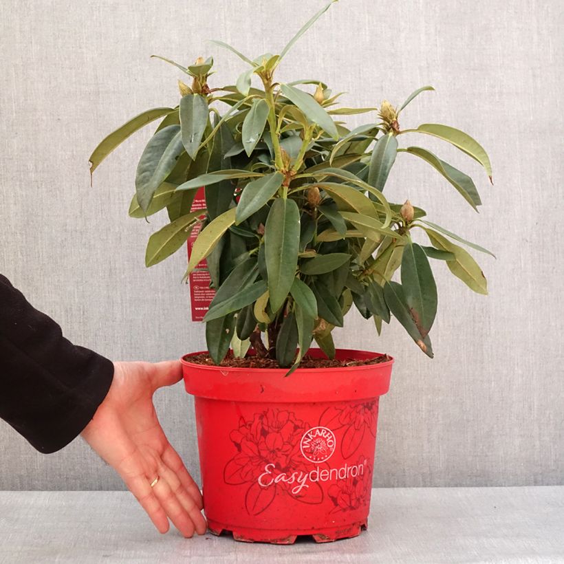 Example of Rhododendron INKARHO® Rabatz - Rhododendron x griegsonianum Topf mit 4L/5L as you get in hiver