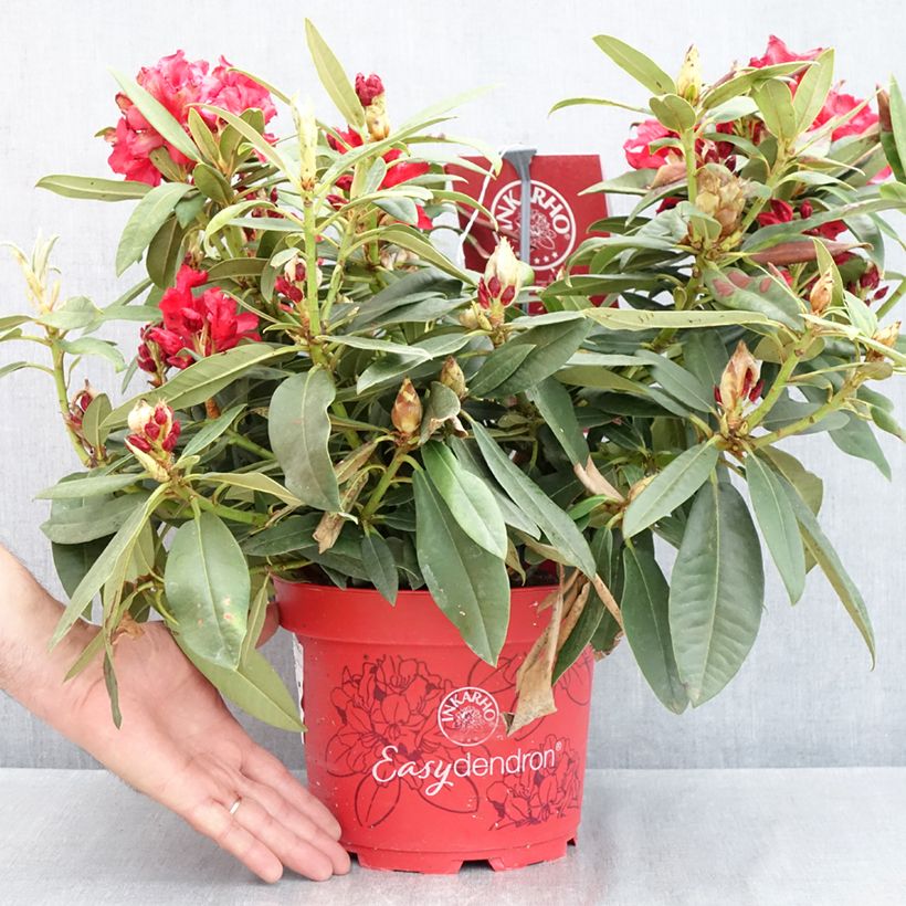 Exemplar von Rhododendron INKARHO® Rabatz - Rhododendron x griegsonianum Topf mit 4L/5L wie im Frühjahr geliefert