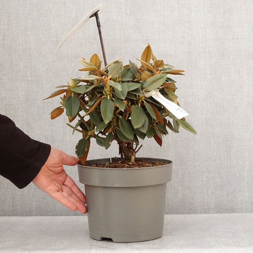 Example of Rhododendron Easydendron INKARHO Rusty Dane Topf mit 4L/5L as you get in hiver