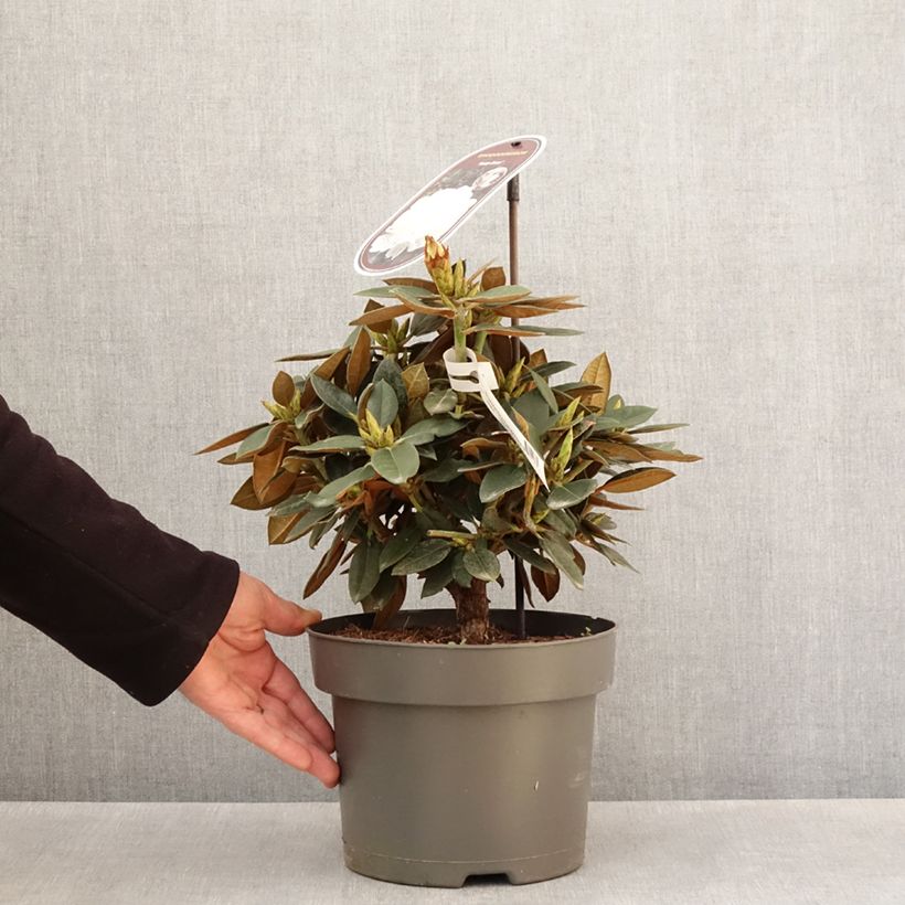 Exemplar von Rhododendron Easydendron INKARHO Rusty Dane Topf mit 4L/5L wie im Frühjahr geliefert