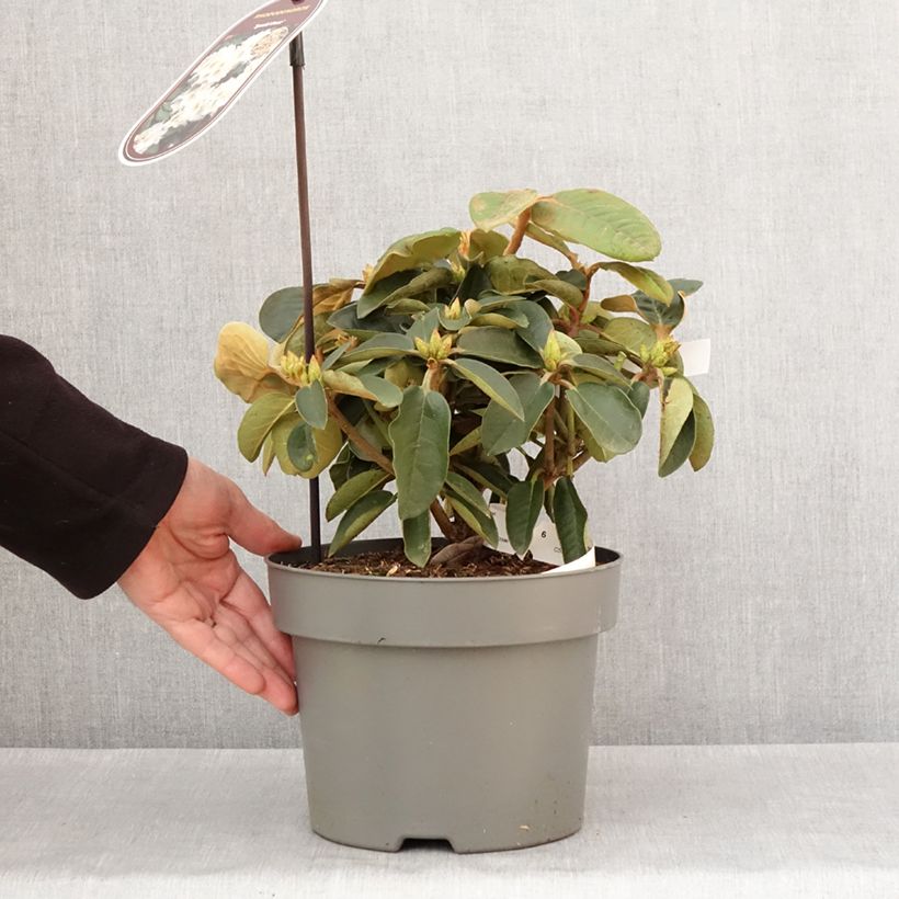 Example of Rhododendron Easydendron INKARHO Special Dane Topf mit 4L/5L as you get in hiver