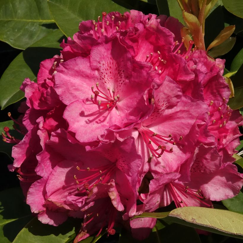 Rhododendron INKARHO® Diderk (Blüte)