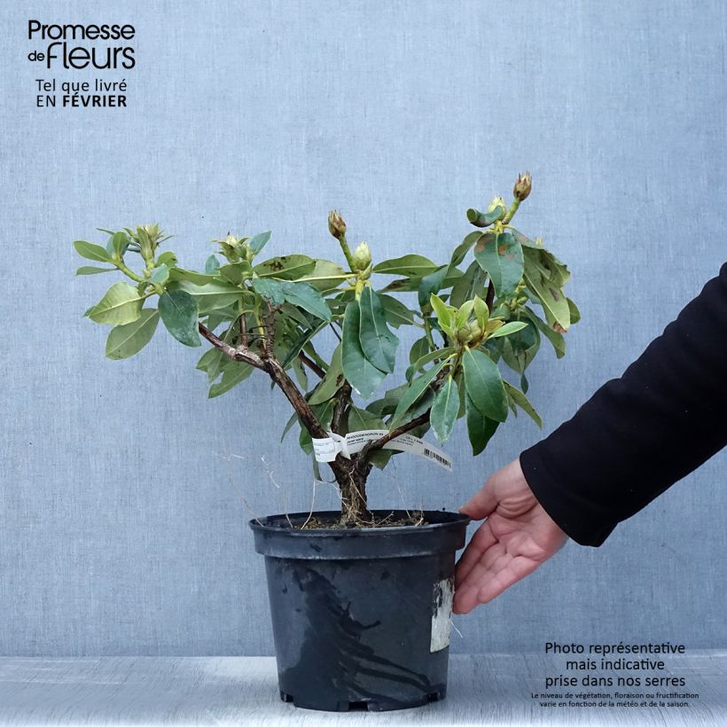 Exemplar von Rhododendron Janet Ward Topf mit 4L/5L wie im Winter geliefert