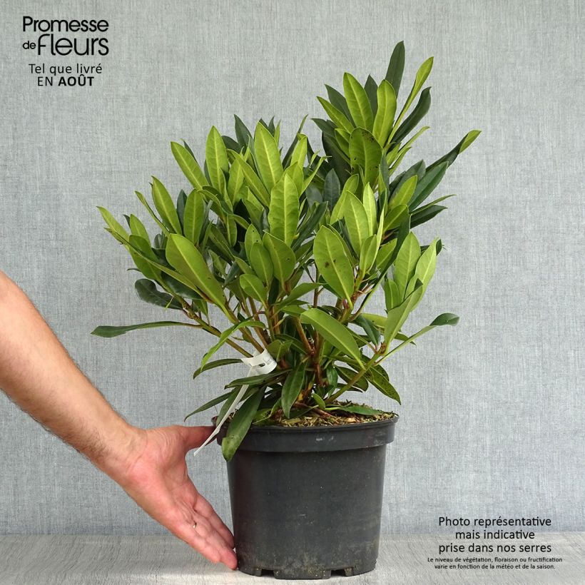 Exemplar von Rhododendron Kabarett Topf mit 4L/5L wie im Sommer geliefert