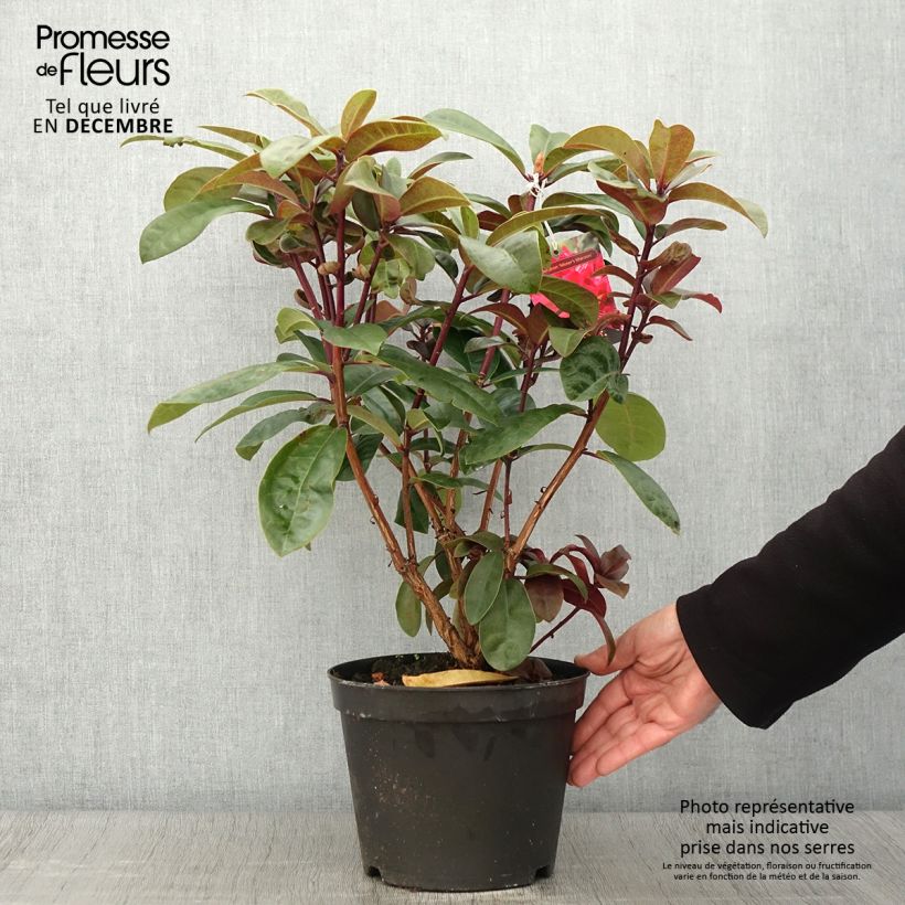 Example of Rhododendron Moser's Maroon Topf mit 4L/5L as you get in automne