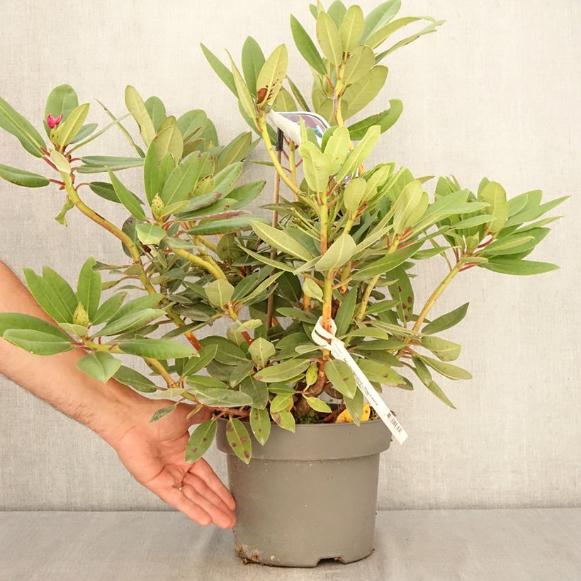 Example of Rhododendron Raphaela Topf mit 4L/5L as you get in ete