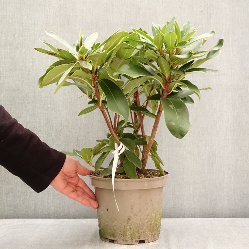 Exemplar von Rhododendron Rwain Topf mit 4L/5L wie im Frühjahr geliefert