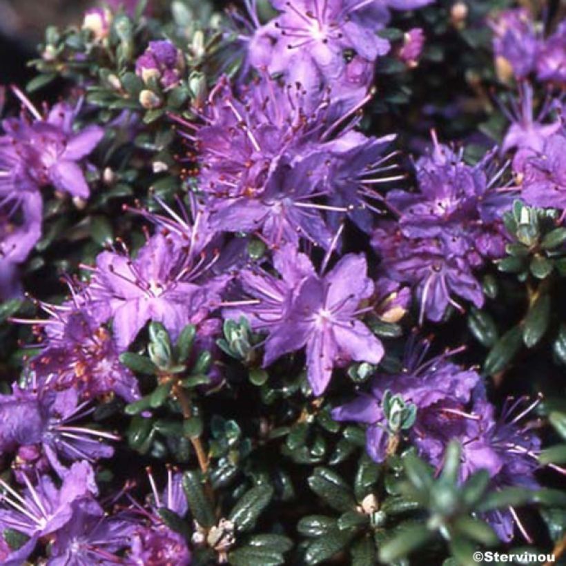 Rhododendron Rhododendron impeditum (Plant habit)