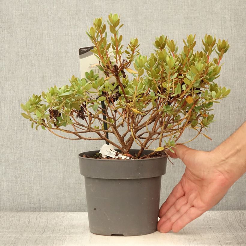 Exemplar von Rhododendron impeditum Ramapo - Zwerg-Rhododendron Topf mit 2L/3L wie im Sommer geliefert
