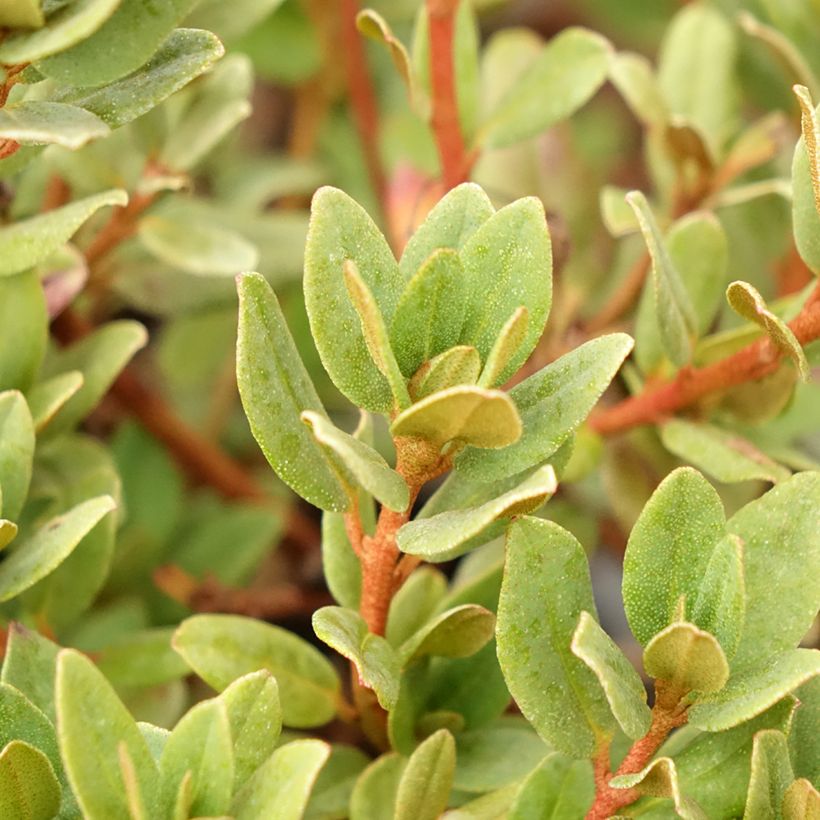 Rhododendron impeditum Ramapo - Zwerg-Rhododendron (Foliage)