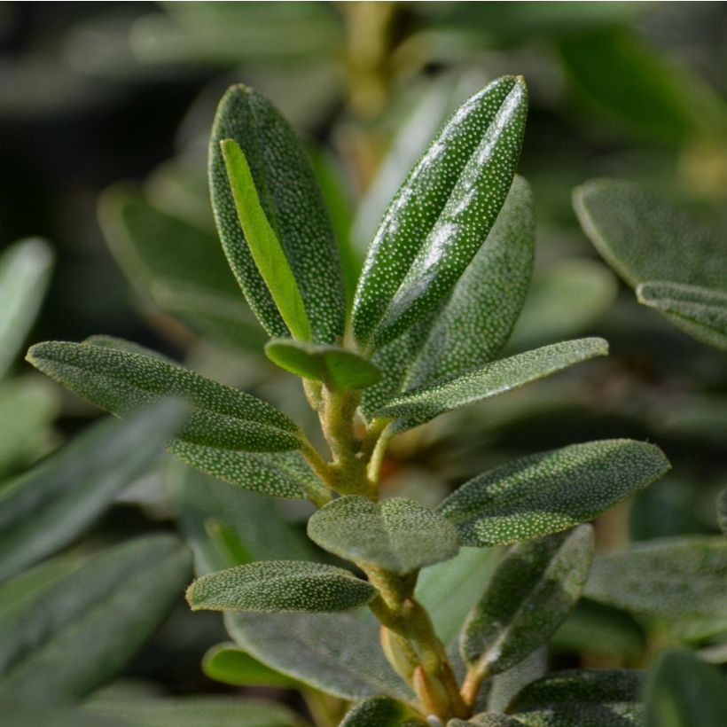 Rhododendron Rhododendron impeditum (Foliage)