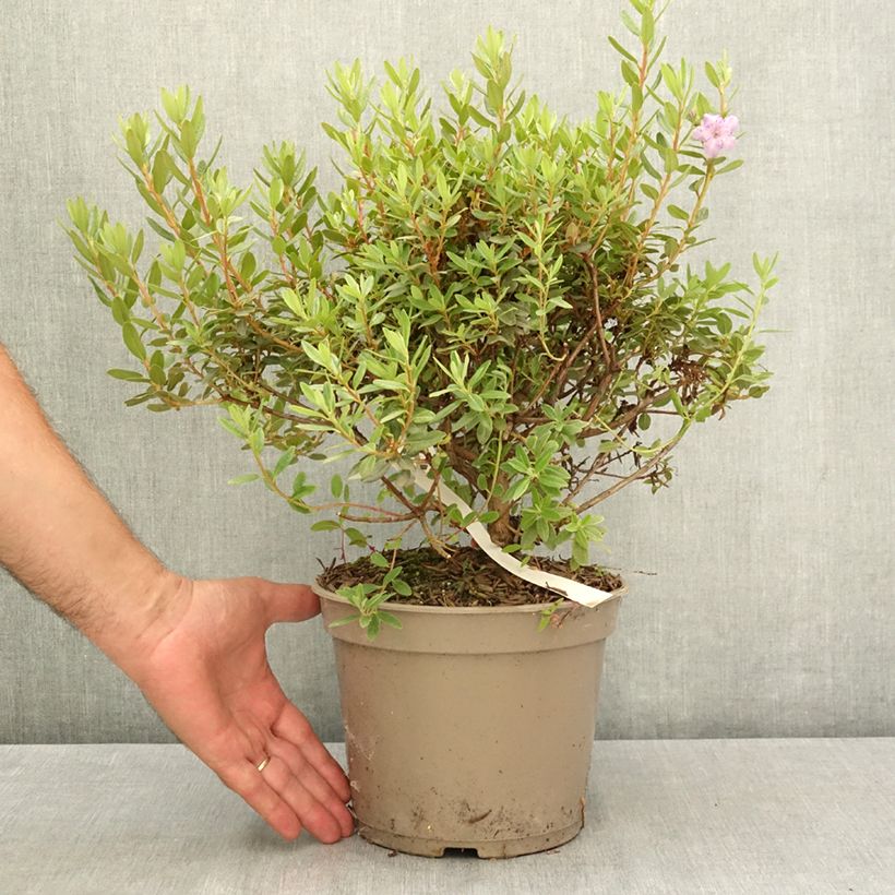 Exemplar von Rhododendron impeditum Select Topf mit 4L/5L wie im Sommer geliefert