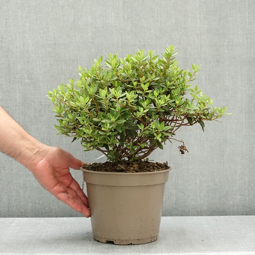 Exemplar von Rhododendron impeditum Select Topf mit 4L/5L wie im Frühjahr geliefert