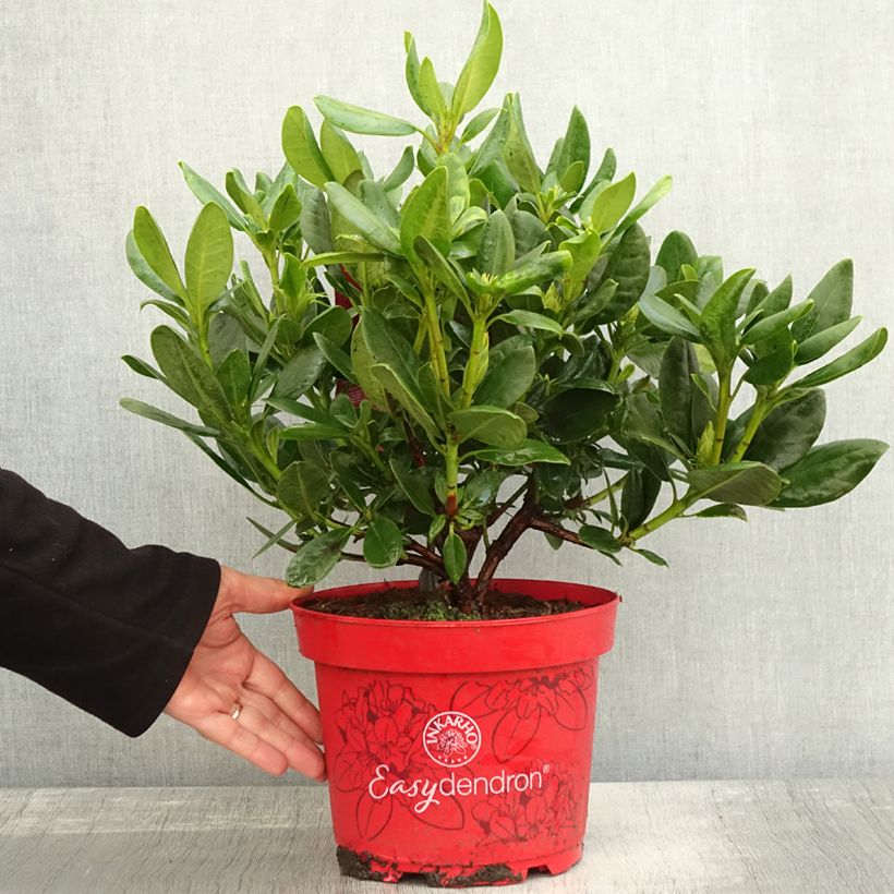 Example of Rhododendron INKARHO Brasilia Topf mit 4L/5L as you get in automne