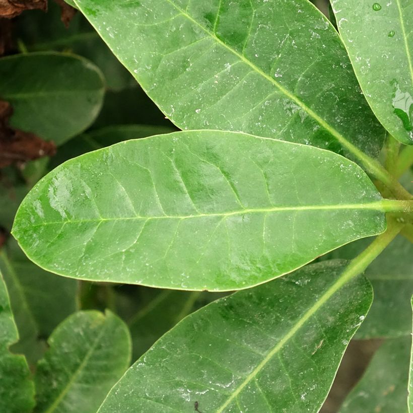 Rhododendron INKARHO Furnivall's Daughter. (Foliage)