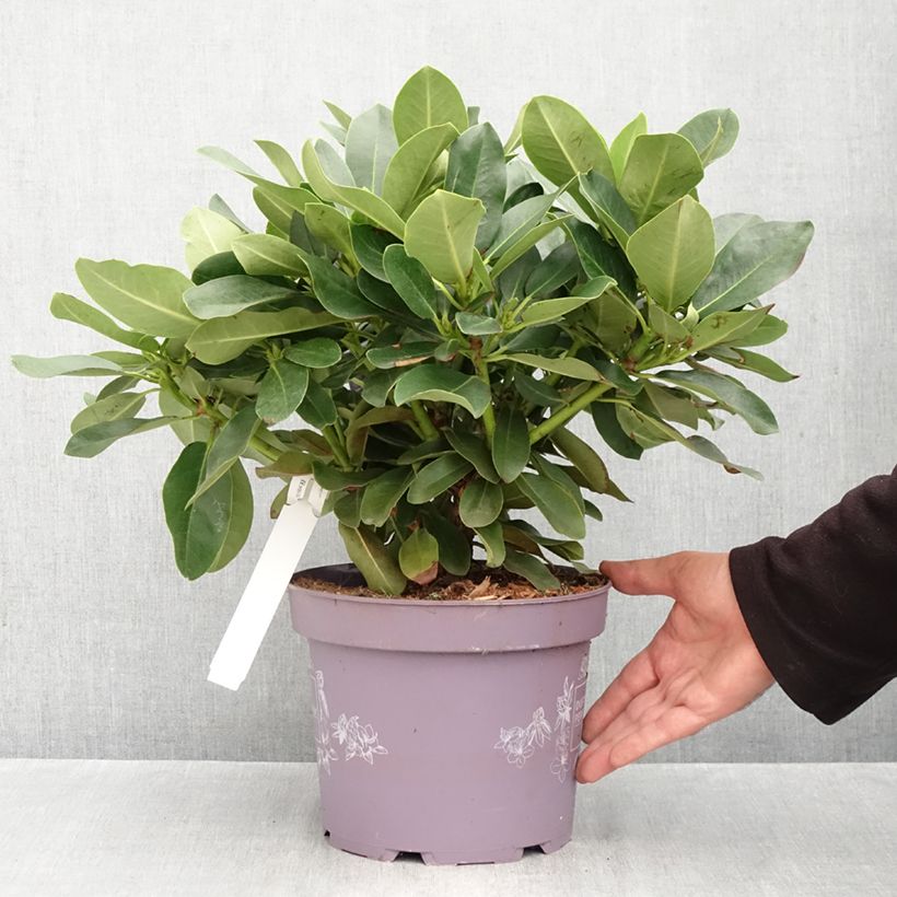 Exemplar von Rhododendron INKARHO® Lila Dufthecke Topf mit 4L/5L wie im Herbst geliefert