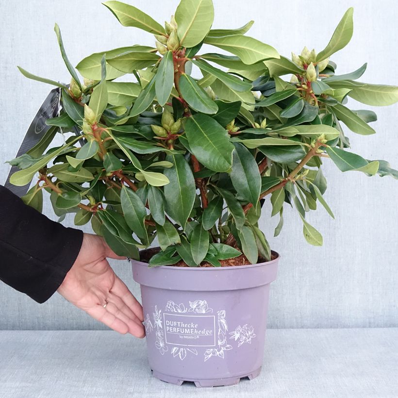 Example of Rhododendron INKARHO® Lila Dufthecke Topf mit 4L/5L as you get in hiver