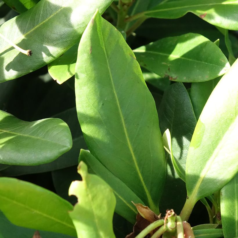 Rhododendron INKARHO® Rosa Dufthecke (Foliage)