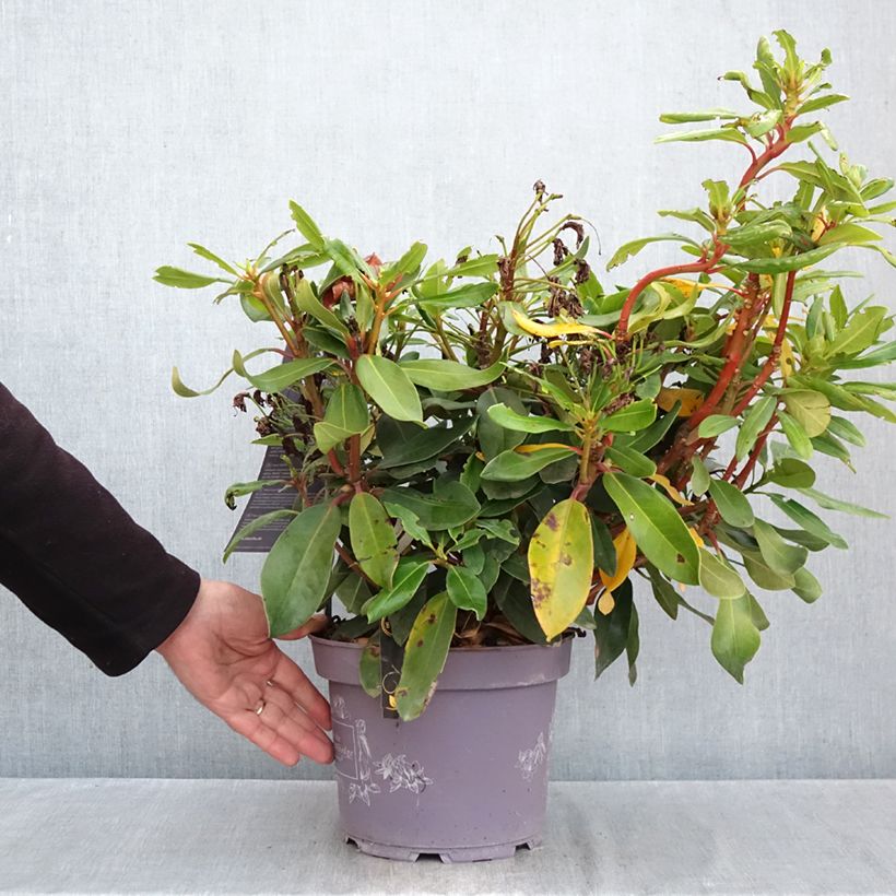 Exemplar von Rhododendron INKARHO® Rosa Dufthecke Topf mit 4L/5L wie im Herbst geliefert
