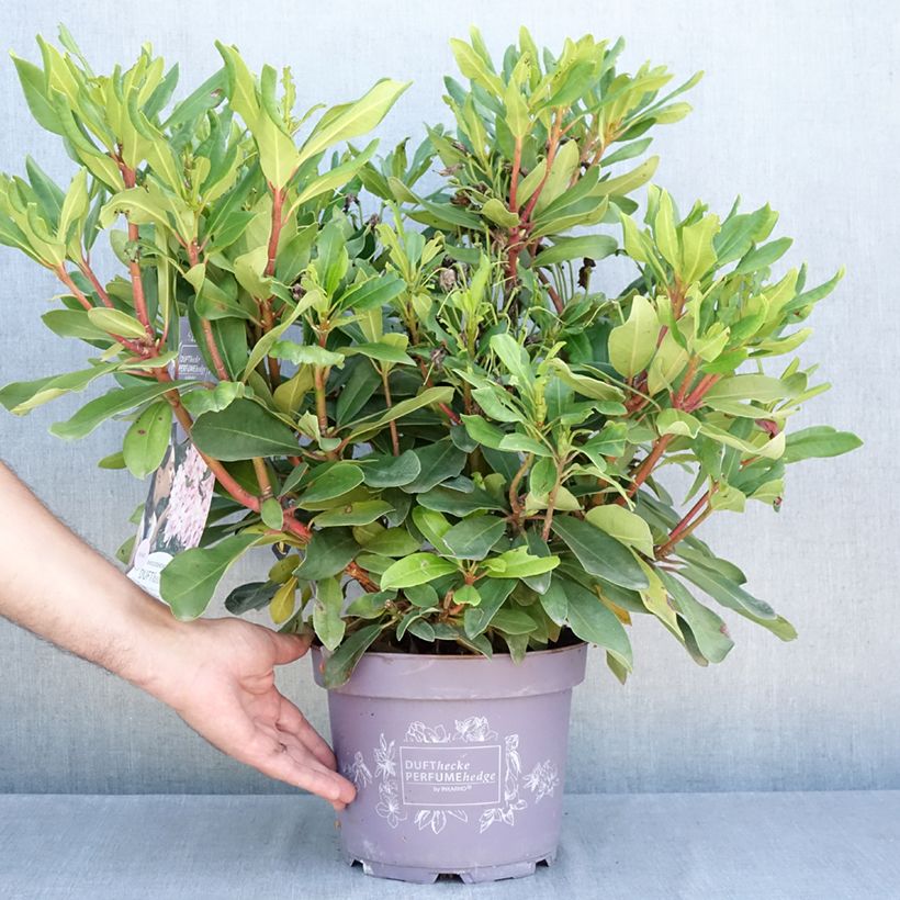 Example of Rhododendron INKARHO® Rosa Dufthecke Topf mit 4L/5L as you get in ete