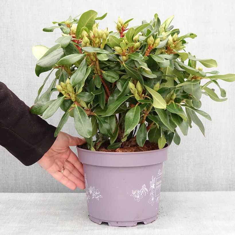 Exemplar von Rhododendron INKARHO® Rosa Dufthecke Topf mit 4L/5L wie im Winter geliefert